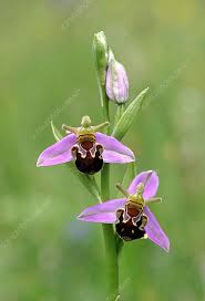 Pink Ophrys Apifera Flower Seeds – Heirloom, Non-GMO, High Germination Organic Garden Seeds for Planting