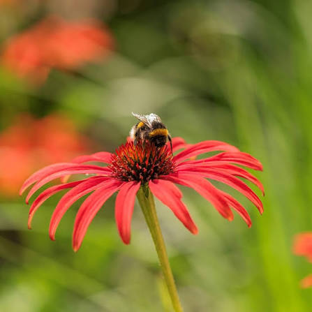 Echinacea Tomato Soup heirloom non-GMO flower seeds for planting growing naturally in a colorful home garden