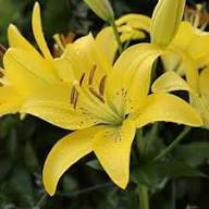 Yellow Erythronium Flower Seeds – Heirloom Non-GMO High Germination Organic Seeds