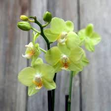 Green Phalaenopsis Flower Seeds – Heirloom, Non-GMO, High Germination Seeds