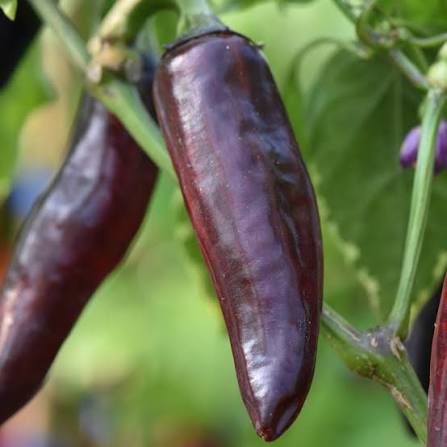 Purple Serrano Pepper seeds for planting, heirloom non-GMO vegetable garden seeds growing fresh purple hot peppers at home naturally