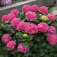 Macrophylla Flower Seeds Pink – Heirloom Non-GMO High Germination