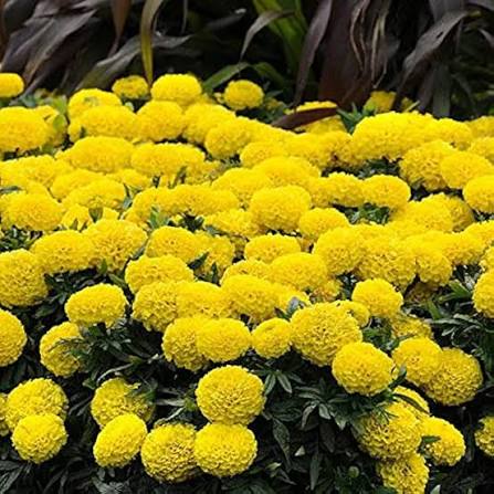 Yellow African Marigold Flower Seeds for Planting – Heirloom, Non-GMO Garden Seeds