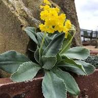 Yellow Primrose Auricula Flower Seeds – Heirloom, Non-GMO, High Germination Organic Garden Seeds for Planting.