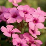 Sorrel Flower Seeds for Planting – Heirloom, Non-GMO, High Germination Organic Garden Seeds