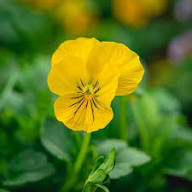 Yellow Pansy Flower Seeds Heirloom Non-GMO High Germination Organic Seeds