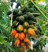 Green Orange Papaya Seeds Heirloom Non-GMO High Germination Organic Garden Seeds for Planting