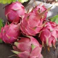 Semillas de pitahaya rosada – Variedad antigua, sin OMG, semillas orgánicas de jardín de alta germinación
