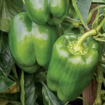Emerald Giant Bell Pepper vegetable seeds for planting, heirloom non-GMO garden seeds to grow sweet green peppers at home naturally