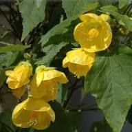 Yellow Abutilon Striatum Flower Seeds – Heirloom, Non-GMO, High Germination
