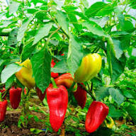 Pimento Sweet Pepper Seeds for Planting – Heirloom Non-GMO Vegetable Garden Seeds for Home Gardening