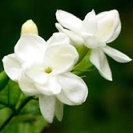Perennial Jasmine Flower Seeds White – Heirloom, Non-GMO, High Germination Organic Garden Seeds