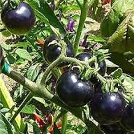 Tomatenanbau Purpursamen – Alte Sorte, gentechnikfrei, hohe Keimrate, Bio-Gartensamen