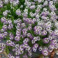 Violet Alyssum Flower Seeds – Heirloom Non-GMO High Germination Organic Garden Seeds