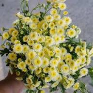 Gelb-weißes Mutterkraut Tanacetum Parthenium Samen zum Pflanzen | Alte Sorte, gentechnikfrei, Bio