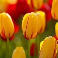 Pink Yellow Tulip Flower Seeds Heirloom Non-GMO High Germination Organic Garden Seeds