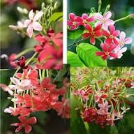Quisqualis Flower Seeds Heirloom Non-GMO High Germination Organic Garden Seeds for Planting