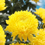 Yellow Chrysanthemum Flower Seeds – Heirloom, Non-GMO, High Germination Organic Garden Seeds