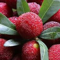 Yangmei Fruit Seeds for Planting – Unique Sweet Asian Fruits, Heirloom &amp; Non-GMO, High Germination Seeds Seeds for Planting Organic Garden Seeds