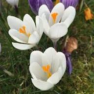 White Saffron Flower Seeds Heirloom Non-GMO High Germination Organic Garden Seeds for Planting