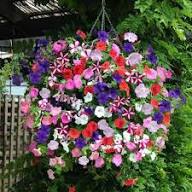 Petunia Mixed Double Petals Flower Seeds for Planting | Heirloom Non-GMO High Germination Organic Garden Seeds