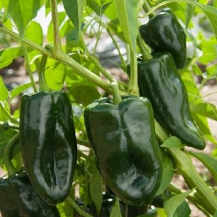 Heirloom Non-GMO Poblano Pepper Seeds for Planting in Home Vegetable Garden