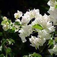 White Bougainvillea Spectabilis Flower Seeds – Heirloom, Non-GMO, High Germination Organic Garden Seeds for Planting