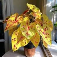 Yellow Caladium Flower Seeds for Planting – Heirloom, Non-GMO, High Germination Organic Garden Seeds