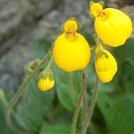 Calceolaria Flower Seeds Yellow – Heirloom Non-GMO High Germination Organic Garden Seeds
