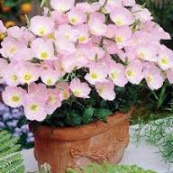 Pink Primrose Flower Seeds for Planting – Heirloom Non-GMO High Germination Organic Garden Seeds