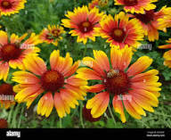 Yellow Red Aster Flower Seeds Heirloom Non-GMO High Germination Organic Garden Seeds