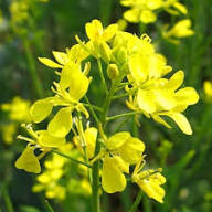 Mustard Flower Seed Yellow – Heirloom Non-GMO High Germination Organic Garden Seeds