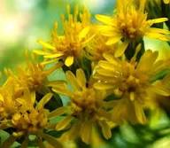 Yellow Goldenrod Flower Seeds – Heirloom, Non-GMO, High Germination Seeds