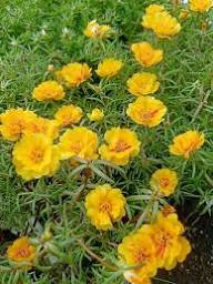 Yellow Moss Rose Flower Seeds Heirloom Non-GMO High Germination Organic Garden Seeds for Planting