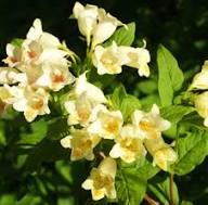 Yellow Weigela Flower Seeds for Planting | Heirloom Non-GMO Organic