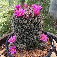 Heirloom Ornamental Cactus Seeds – Seeds for Planting, Non-GMO, High Germination Organic Garden Seeds for Planting