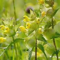 Rhinanthus Flower Seeds Yellow – Heirloom, Non-GMO, High Germination Organic Seeds