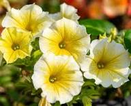 Yellow Putina Flower Seeds – Heirloom, Non-GMO, High Germination Organic Garden Seeds for Planting