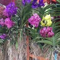 Mixed Phalaenopsis Flower Seeds – Heirloom, Non-GMO, High Germination Seeds