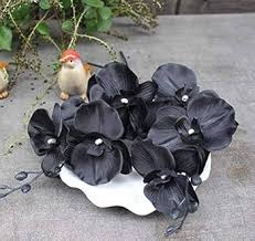 Black Phalaenopsis Flower Seeds for Planting – Heirloom Non-GMO Organic Garden Seeds
