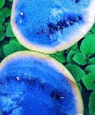 Blue Watermelon Fruit Seeds for Planting – Heirloom Non-GMO High Germination Organic Garden Seeds | Seeds for Planting