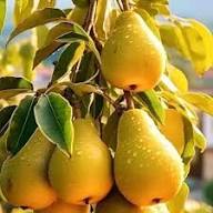 Taylor’s Gold Pear Fruit Seeds for Planting – Sweet, Hardy Pears, Heirloom &amp; Non-GMO Seeds for Home Gardens High Germination Organic Garden Seeds