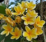 Yellow Plumeria Alba Flower Seeds – Heirloom Non-GMO High Germination Organic Garden Seeds