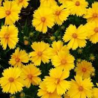 Yellow Coreopsis Lanceolata Flower Seeds – Heirloom, Non-GMO, High Germination Organic Garden Seeds