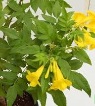 Yellow Heimia Salicifolia Flower Seeds – Heirloom, Non-GMO, High Germination Seeds