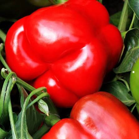 Pfeffer Rot Anbausamen – Alte Sorte, gentechnikfrei, hohe Keimfähigkeit Bio-Gartensamen pflanzen