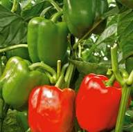 Pcsred Semillas de Pimiento Rojo – Herencia, No-GMO, Alta Germinación Semillas Orgánicas para Jardín Siembra