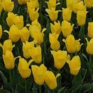 Tulip Flower Seeds Yellow Heirloom Non-GMO High Germination Organic Garden Seeds