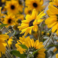 Dwarf Sunflower Flower Seeds Yellow Heirloom Non-GMO High Germination Organic Garden Seeds
