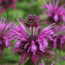 Lemon Mint Lemon Bee Balm flower seeds for planting, heirloom non-GMO garden seeds growing naturally in a colorful pollinator-friendly home garden